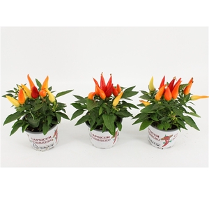 Capsicum Annuum Joker