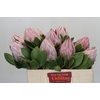 Protea Cynaroides