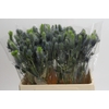 Eryngium Electric Dynamite