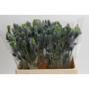 Eryngium Electric Dynamite