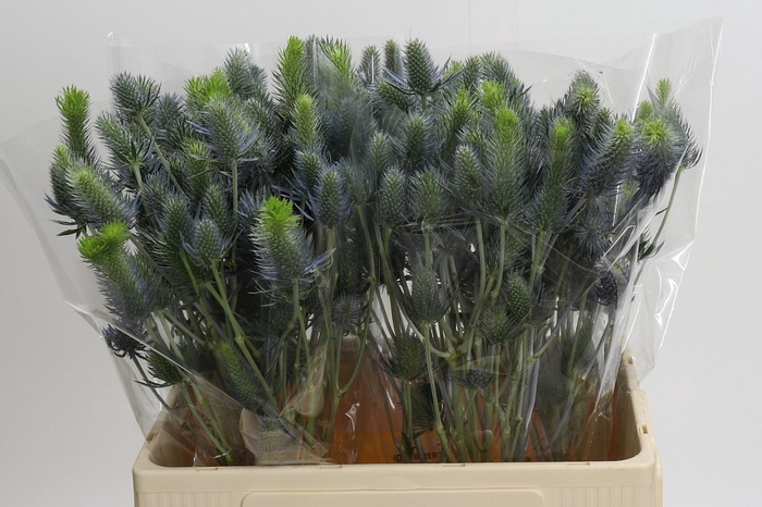 <h4>Eryngium Electric Dynamite</h4>