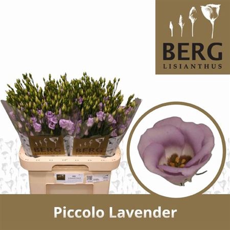 <h4>Eus E Picco Lavender</h4>