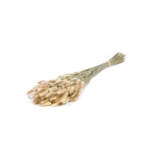 .Lagurus ovatus natural