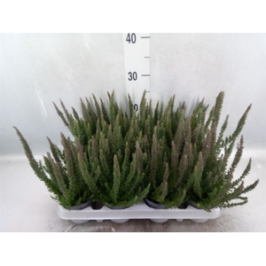 Calluna vulg. 'Skyline'   ...mix