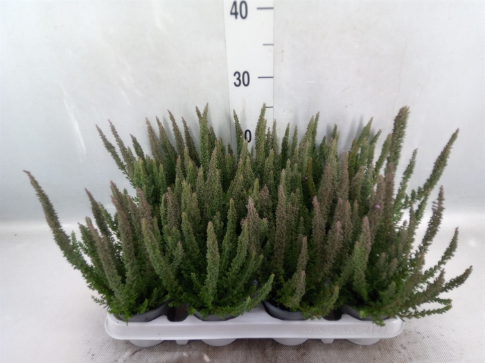 <h4>Calluna vulg. 'Skyline'   ...mix</h4>