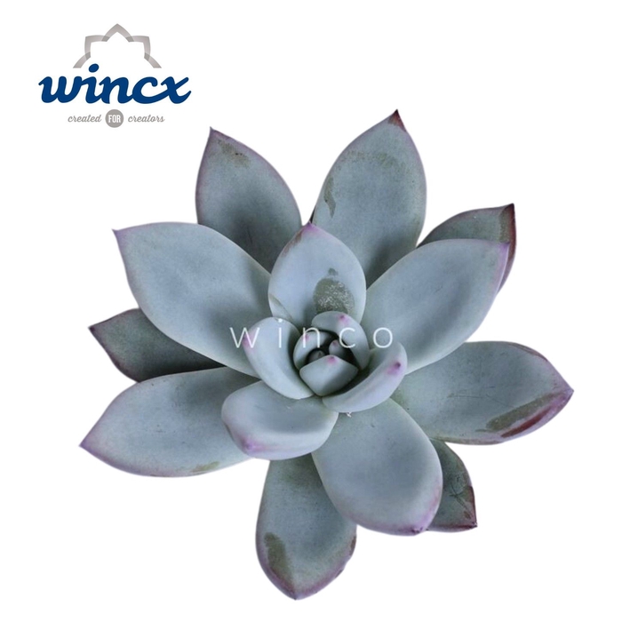 Echeveria Colorata Ice Cutflower Wincx-5cm