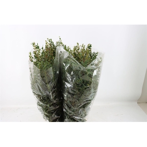 Euca Parvifolia 200gr P Bunch