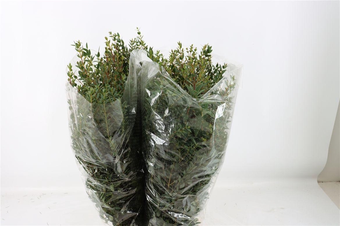<h4>Euca Parvifolia 200gr P Bunch</h4>