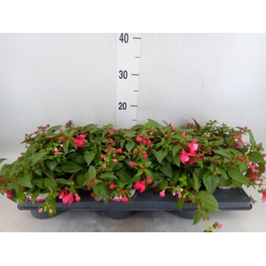 Fuchsia  'Bella Fuchsia Lydia'