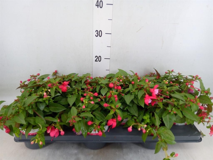 <h4>Fuchsia 'Bella Fuchsia Lydia'</h4>