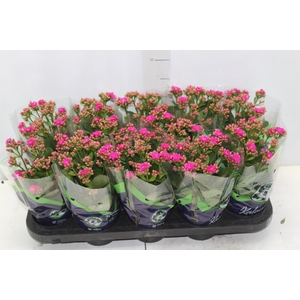 KALANCHOE DOBRADO P11 LILAS