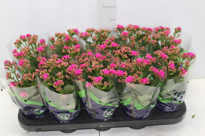 <h4>KALANCHOE DOBRADO P11 LILAS</h4>