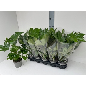 FATSIA OV