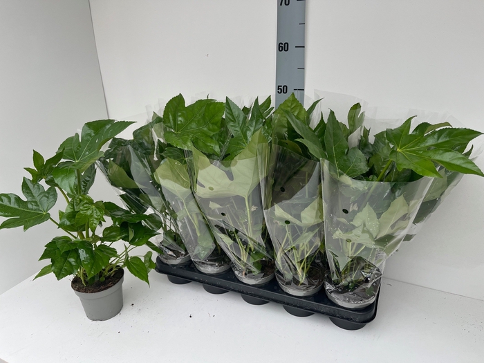 <h4>FATSIA OV</h4>