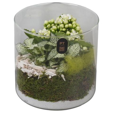 <h4>PTIG2608 Arrangement Indoor in glas cylinder</h4>