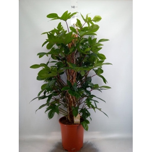 Philodendron pedatum