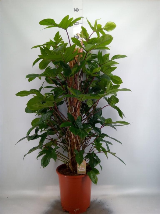 <h4>Philodendron pedatum</h4>