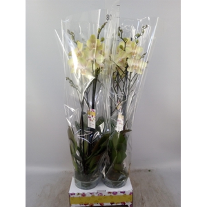 Phalaenopsis   ...yellow