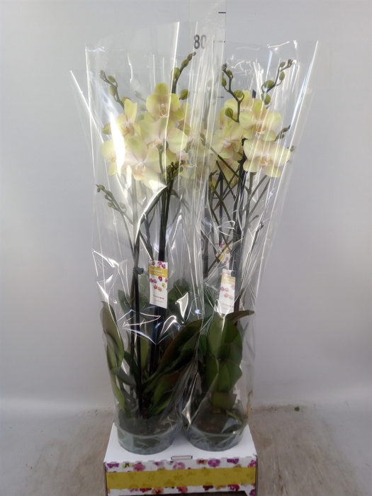 <h4>Phalaenopsis   ...yellow</h4>