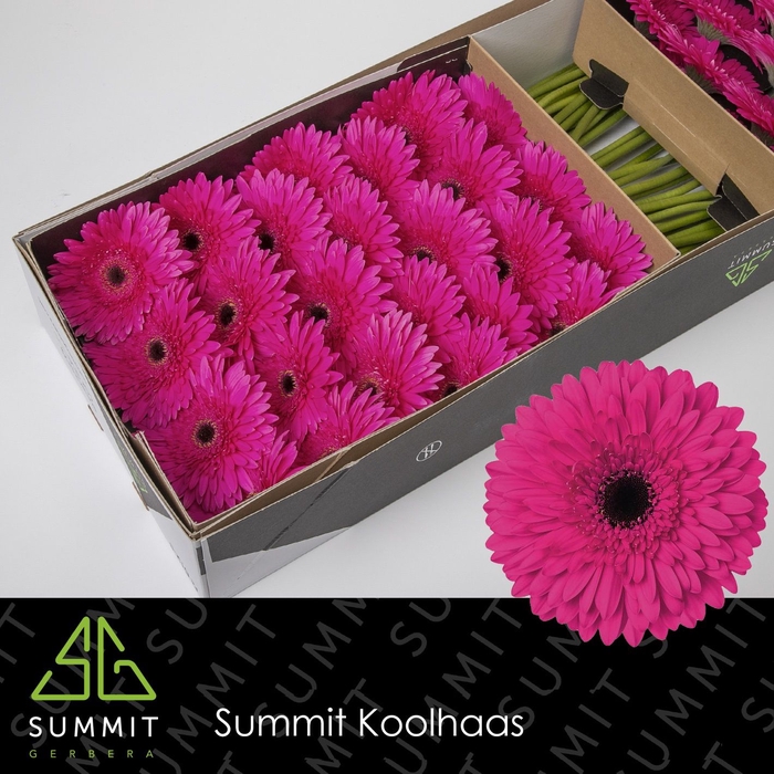 <h4>Gerbera Madeira Doos</h4>