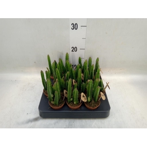 Stapelia leendertziae