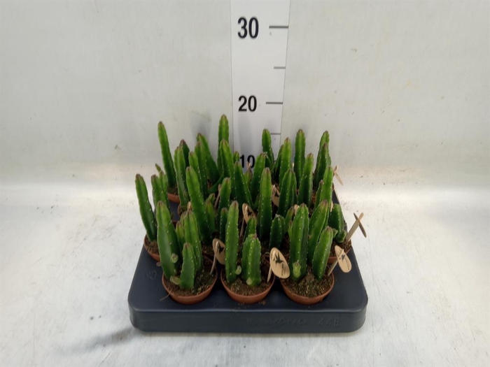 <h4>Stapelia leendertziae</h4>