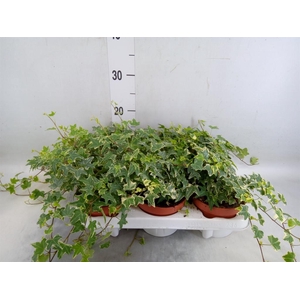 Hedera helix 'Mona Lisa'