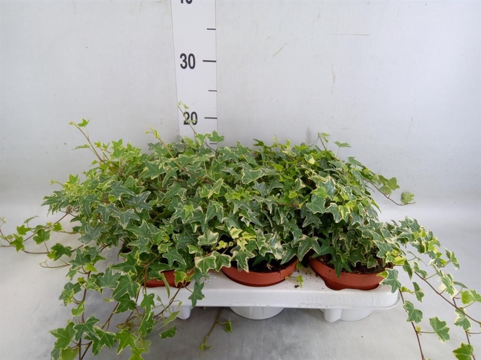 <h4>Hedera helix 'Mona Lisa'</h4>