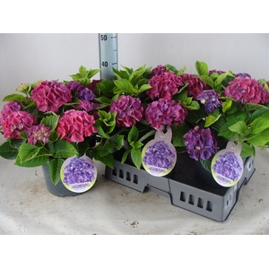 Hydrangea mac.