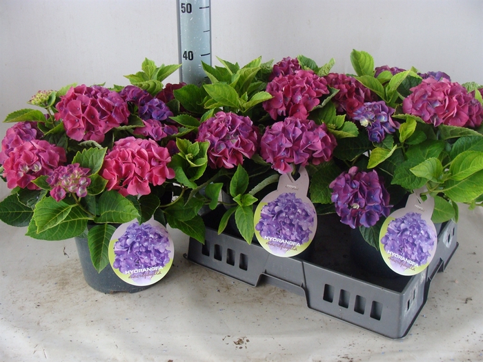 <h4>Hydrangea mac.</h4>