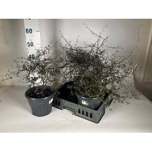 COROKIA COTONEASTER P23