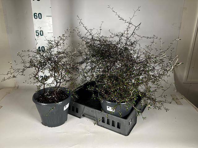 <h4>COROKIA COTONEASTER P23</h4>