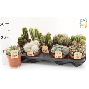 CACTUS GEM