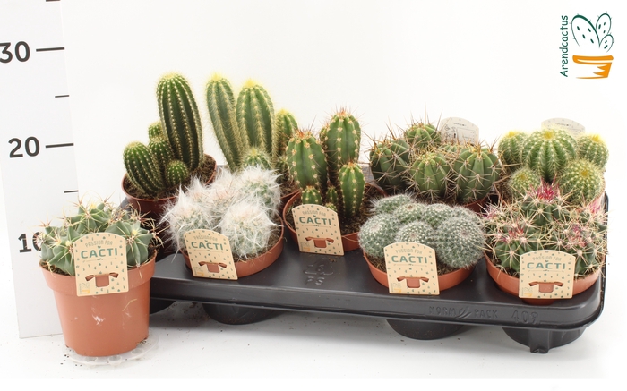 <h4>CACTUS GEM</h4>