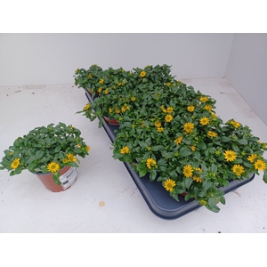 SANV PROCUMBENS