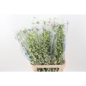 Delph Du Guard White