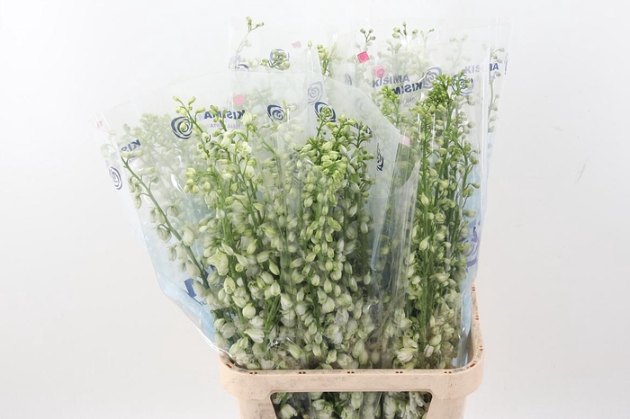 <h4>Delph Du Guard White</h4>