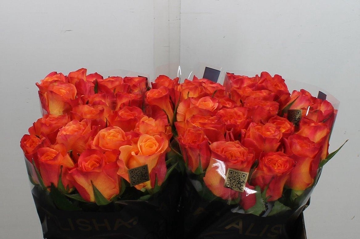 <h4>R Gr New Horizon</h4>