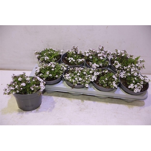 arr8 Gyps Cerastioides