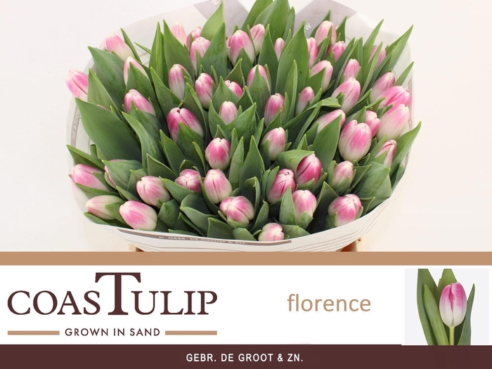 <h4>TU EN FLORENCE</h4>