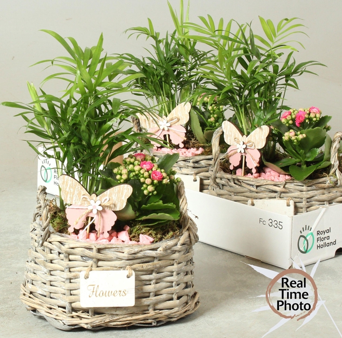 <h4>ARR KAMERPL</h4>