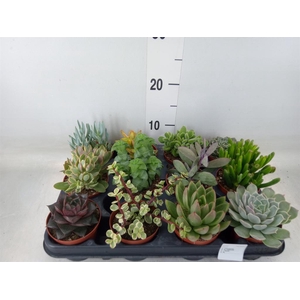 Succulents   ...