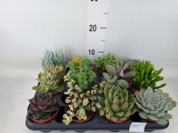 <h4>Succulents   ...</h4>
