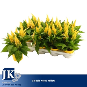 Celosia argentea Plumosa Grp Kelos Fire Yellow