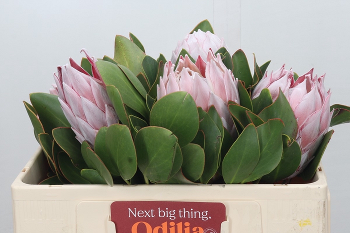 Protea Cynaroides