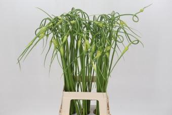 <h4>Allium Sativum Ophioscorodon</h4>