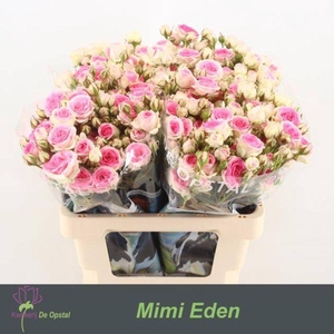 Rosa spray mimi eden
