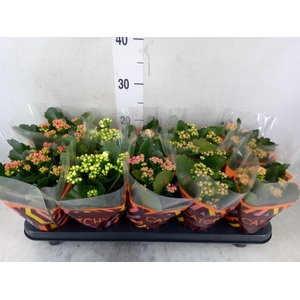 Kalanchoe blos.   ..rosebud mix  5
