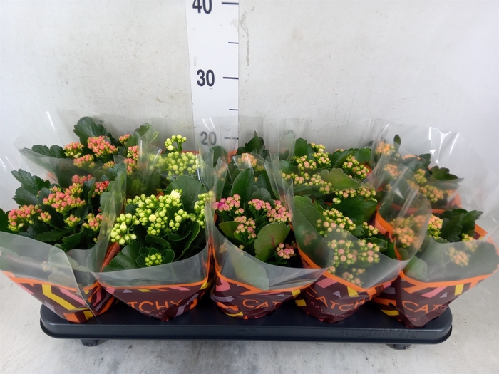 <h4>Kalanchoe blos.   ..rosebud mix  5</h4>