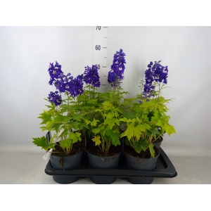 Delphinium el. 'PacG MagicFountian'